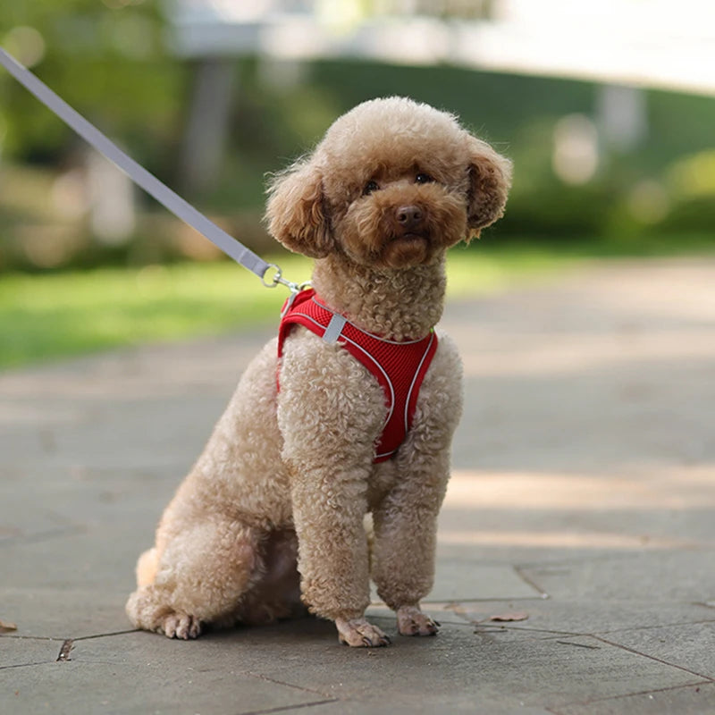 Adjustable Dog Harness & Leash